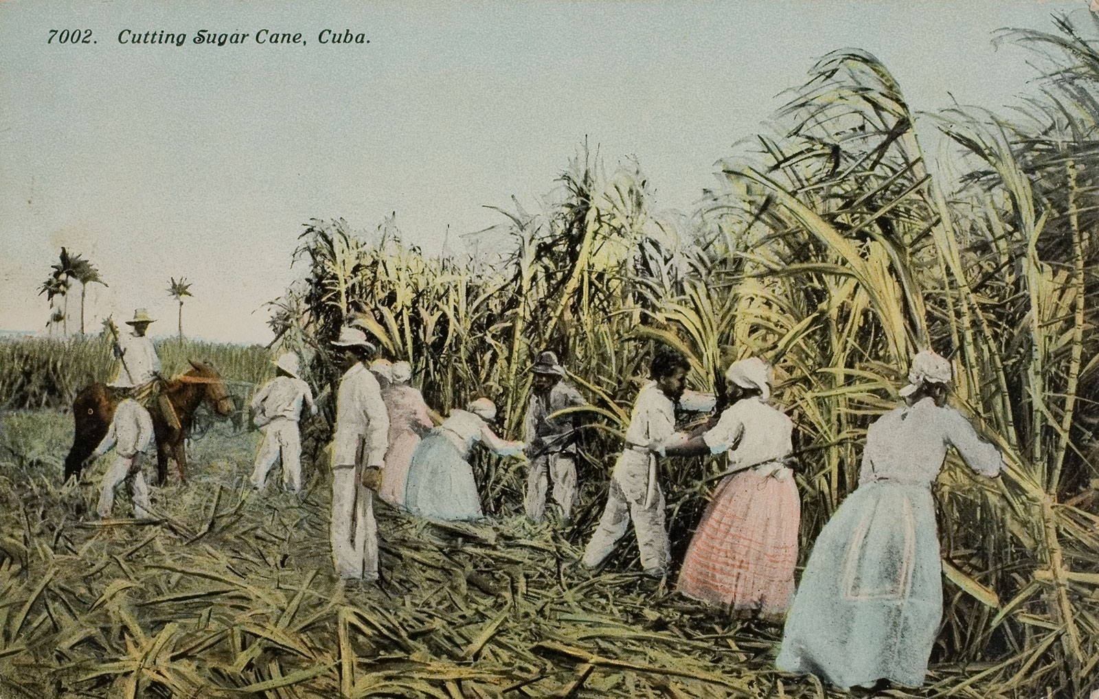 Postcard depicting sugarcane cutting